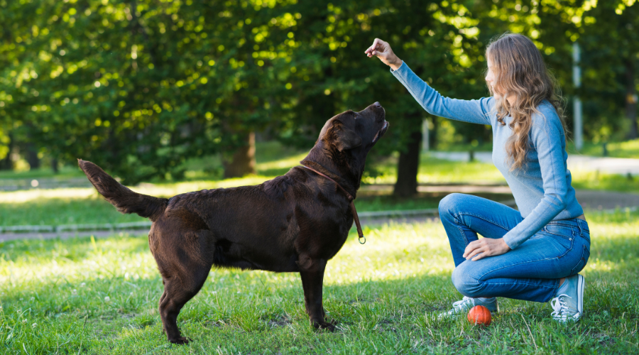 Add Training and Mental Stimulation