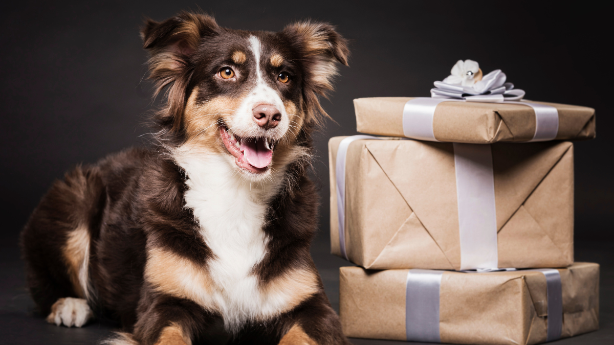 Best Subscription Boxes for Your Pet