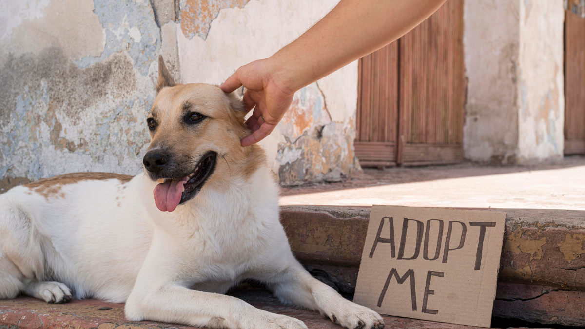 The Ultimate Guide to Adopting a Rescue Pet