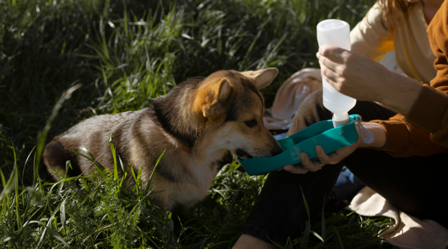 Types of Natural and Organic Pet Products