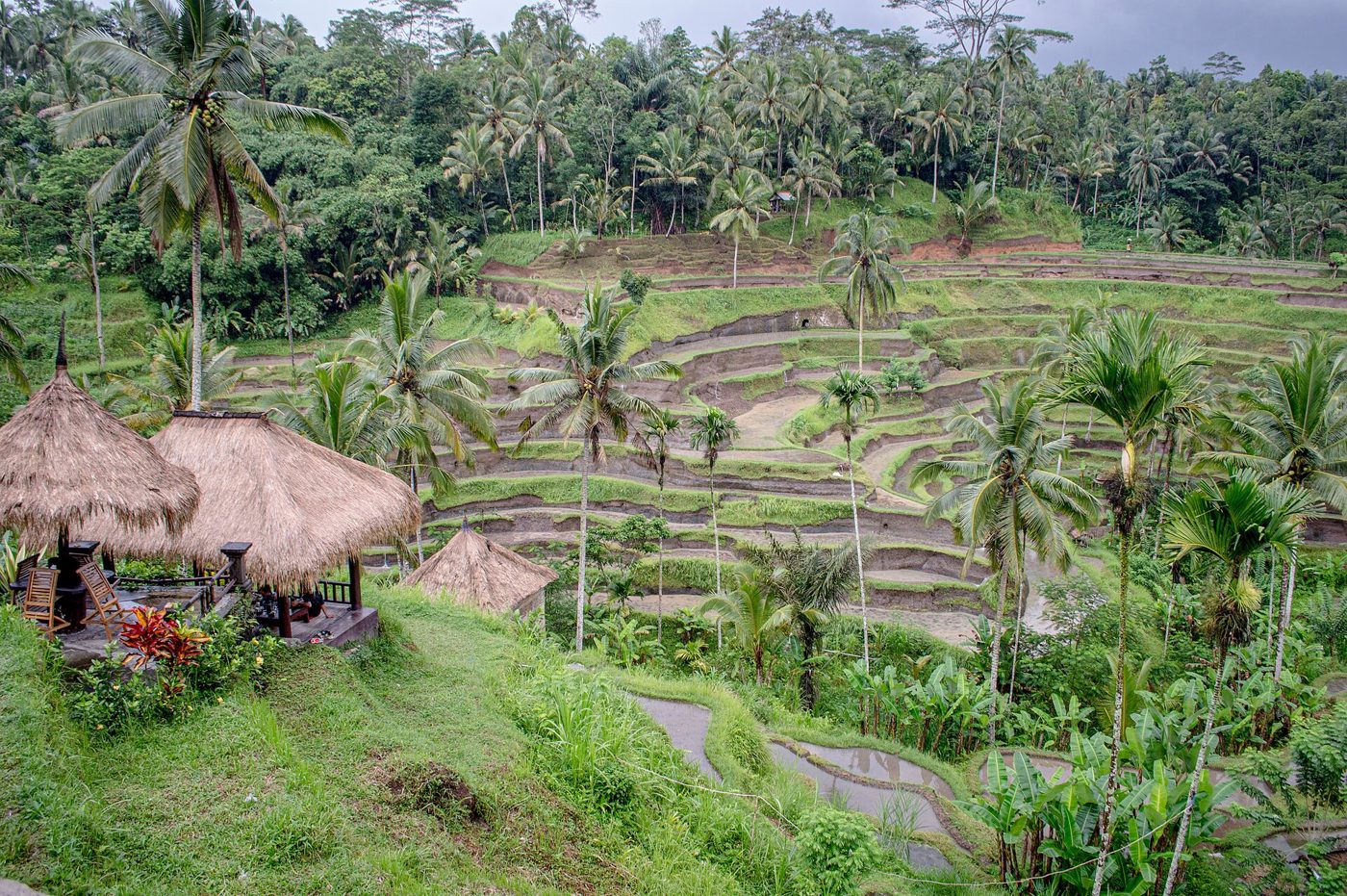 Green stepped rice terraces at Tegallalang in central Bali